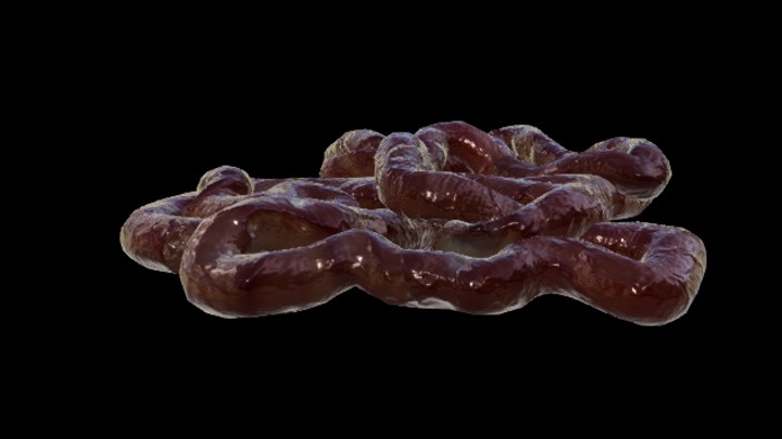 UE项目资源_模型资源_人体器官006