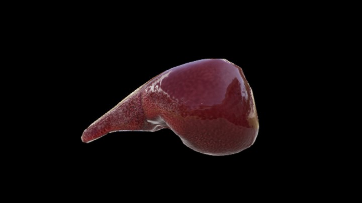 UE项目资源_模型资源_人体器官012