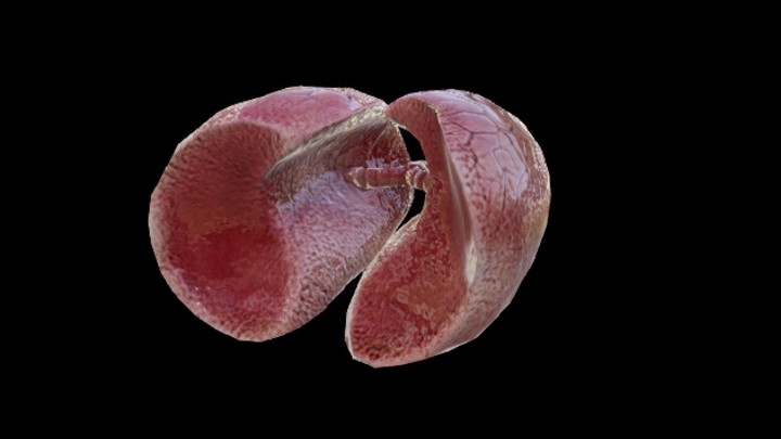 UE项目资源_模型资源_人体器官015