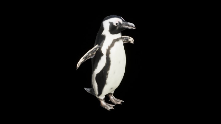 UE项目资源_模型资源_企鹅002