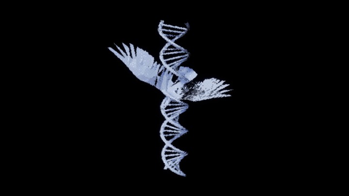 UE项目资源_模型资源_全息鸟002