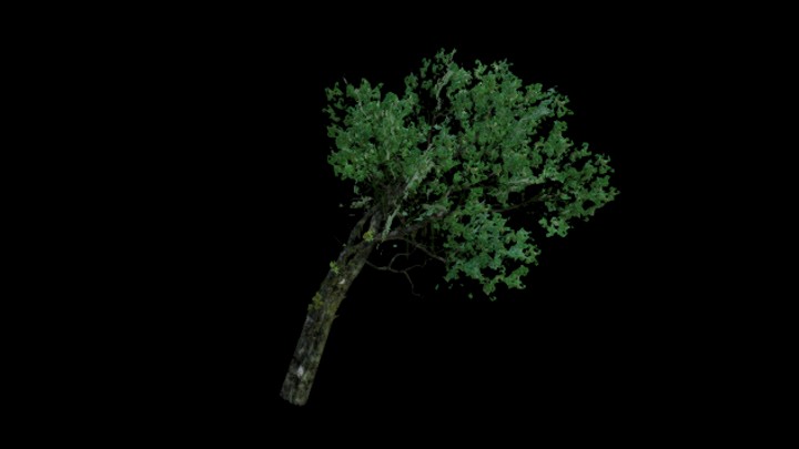 UE项目资源_模型资源_树572