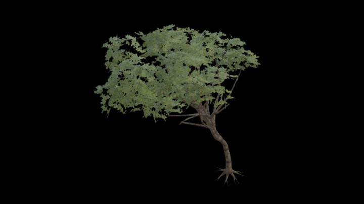 UE项目资源_模型资源_树596