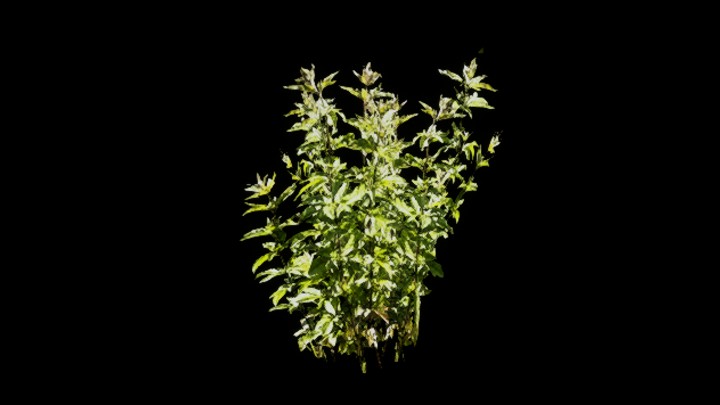 UE项目资源_模型资源_树659