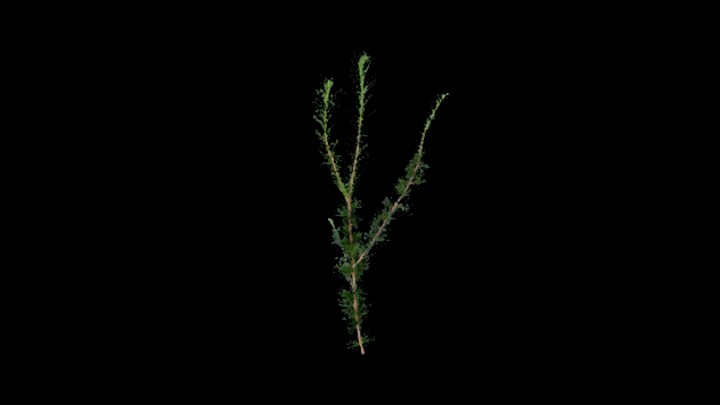 UE项目资源_模型资源_树722