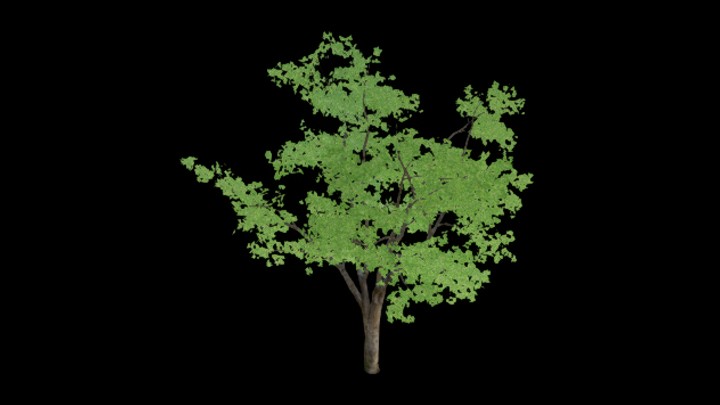 UE项目资源_模型资源_树797