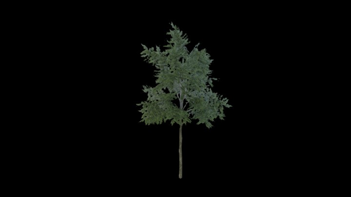 UE项目资源_模型资源_树808