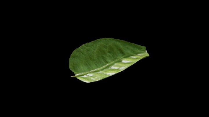 UE项目资源_模型资源_树叶026