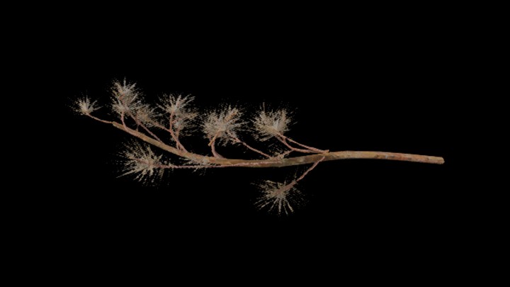 UE项目资源_模型资源_树枝087