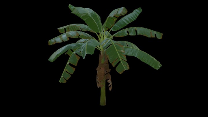 UE项目资源_模型资源_棕榈树012