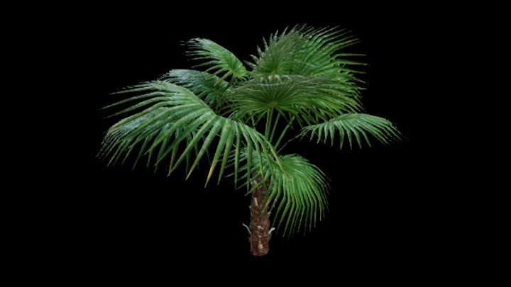 UE项目资源_模型资源_棕榈树030
