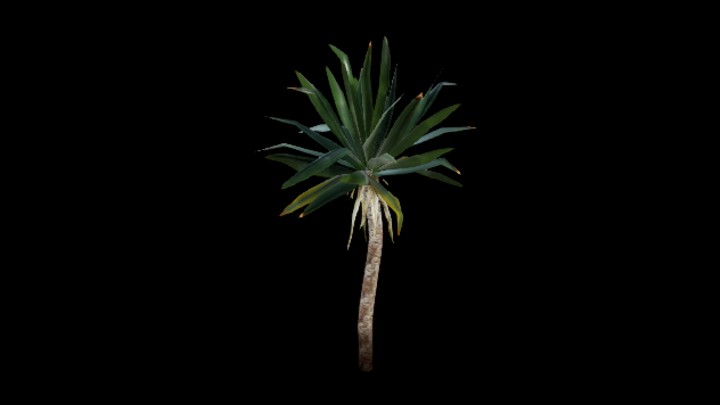 UE项目资源_模型资源_棕榈树032