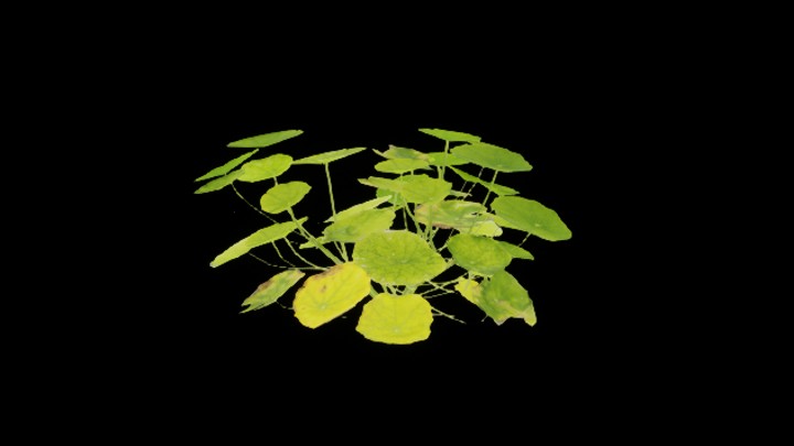 UE项目资源_模型资源_植物0025