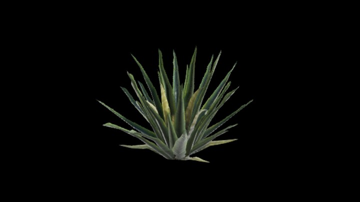 UE项目资源_模型资源_植物653