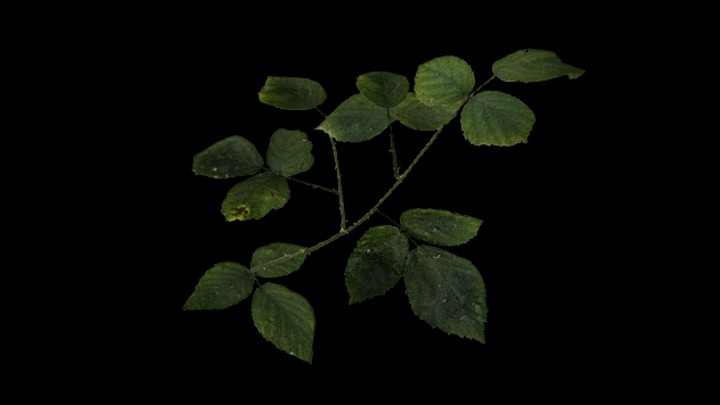 UE项目资源_模型资源_植物684