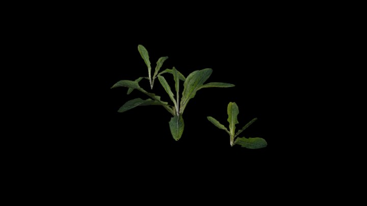 UE项目资源_模型资源_植物699