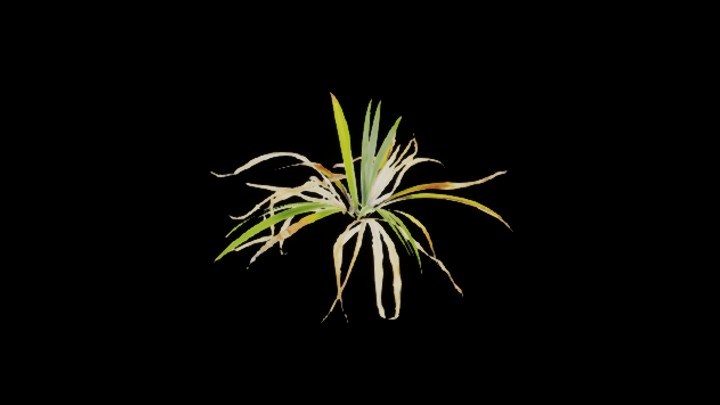 UE项目资源_模型资源_植物768