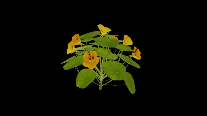 UE项目资源_模型资源_植物794