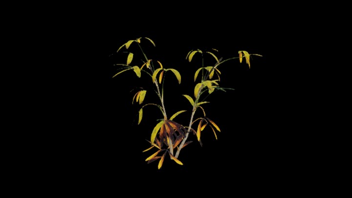 UE项目资源_模型资源_植物803