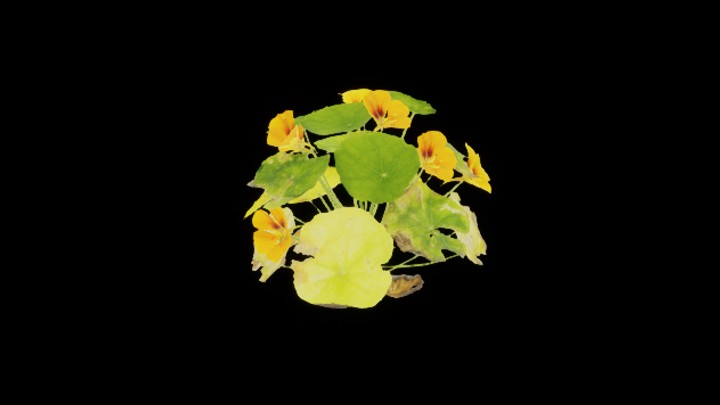 UE项目资源_模型资源_植物807