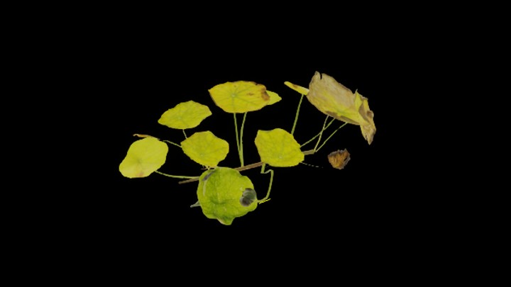 UE项目资源_模型资源_植物827