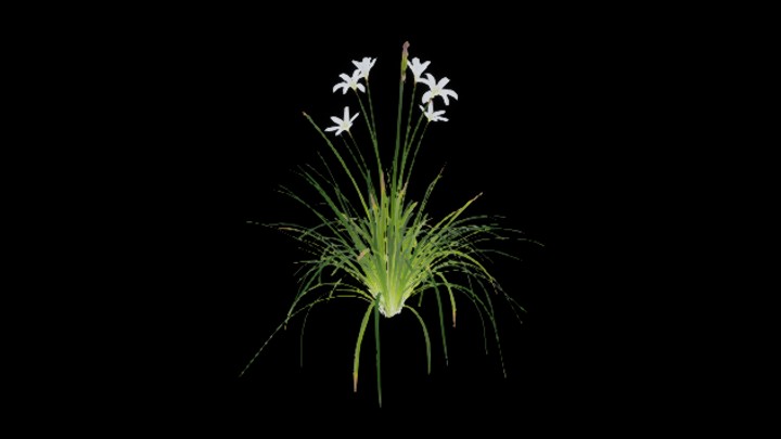 UE项目资源_模型资源_植物858