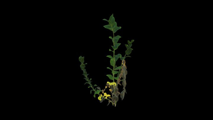 UE项目资源_模型资源_植物871