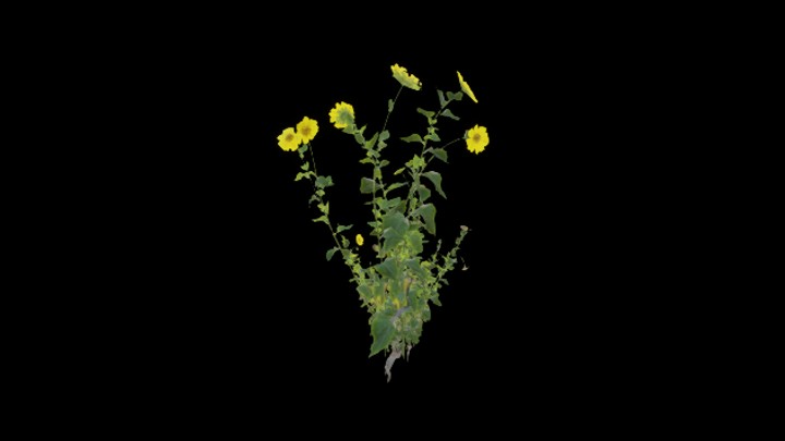 UE项目资源_模型资源_植物876