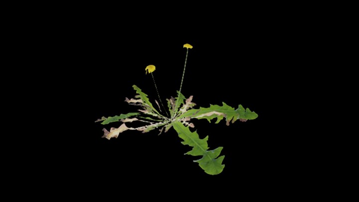 UE项目资源_模型资源_植物916