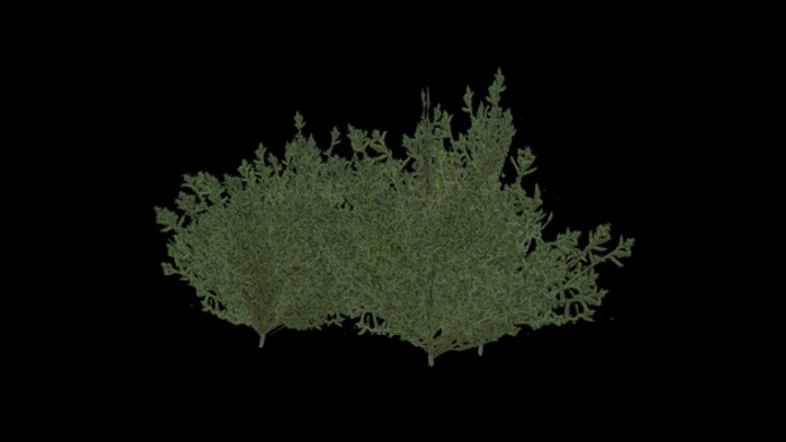 UE项目资源_模型资源_植物961