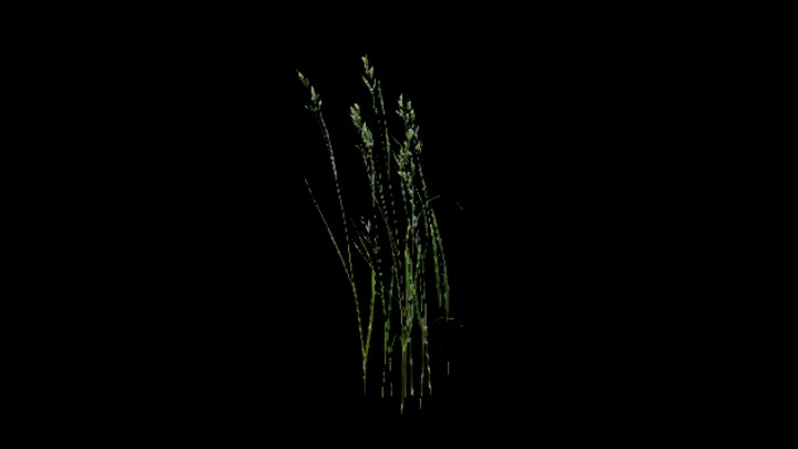 UE项目资源_模型资源_水稻045