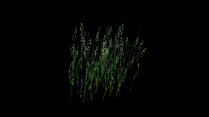 UE项目资源_模型资源_水稻098