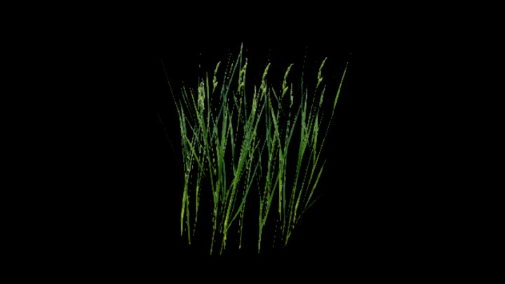 UE项目资源_模型资源_水稻099