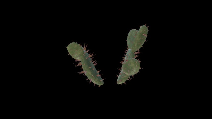 UE项目资源_模型资源_沙漠植物026