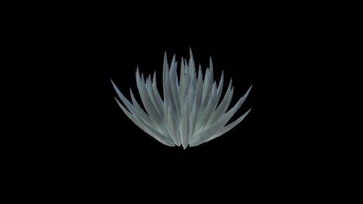 UE项目资源_模型资源_沙漠植物038