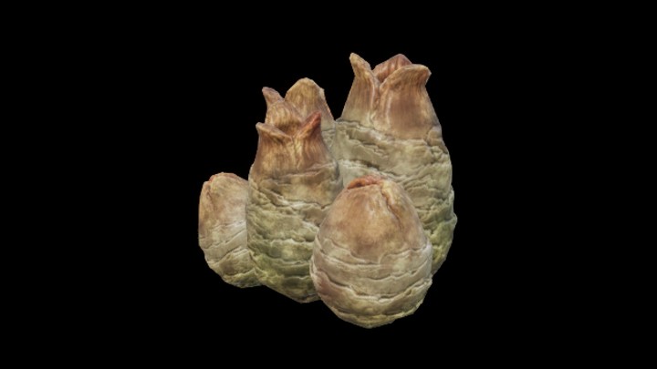 UE项目资源_模型资源_海洋生物032