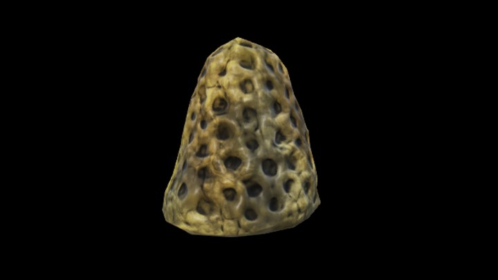 UE项目资源_模型资源_海洋生物050