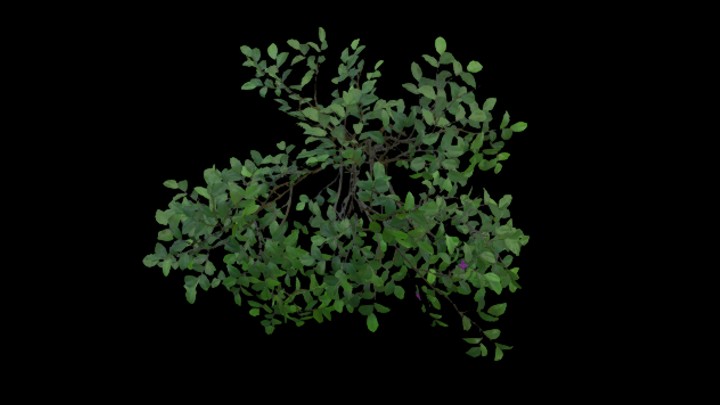 UE项目资源_模型资源_灌木077