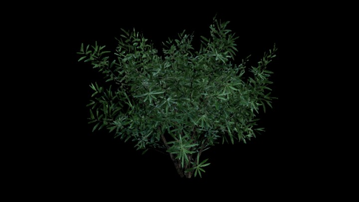 UE项目资源_模型资源_灌木085