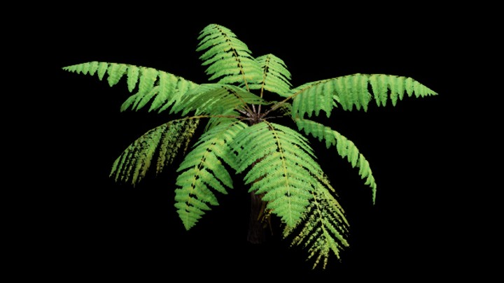 UE项目资源_模型资源_热带树001