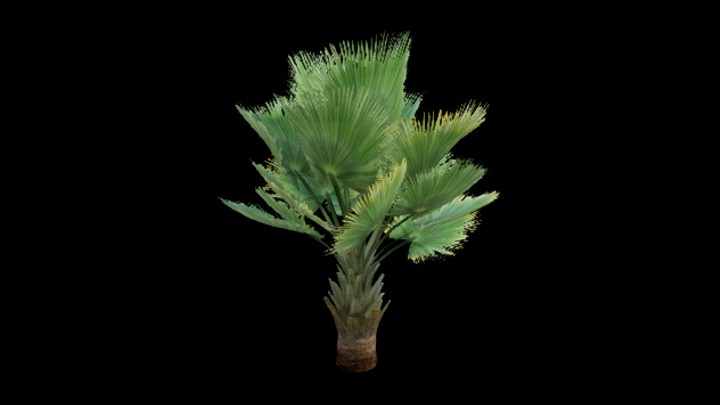 UE项目资源_模型资源_热带树009