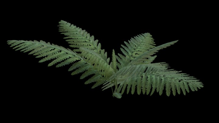 UE项目资源_模型资源_热带植物001