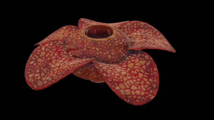 UE项目资源_模型资源_珊瑚057