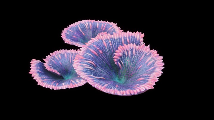 UE项目资源_模型资源_珊瑚060