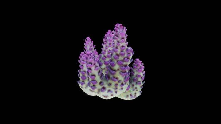 UE项目资源_模型资源_珊瑚081