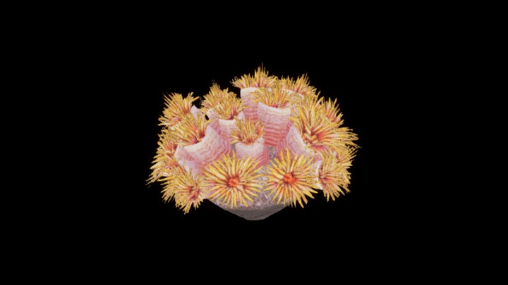 UE项目资源_模型资源_珊瑚101