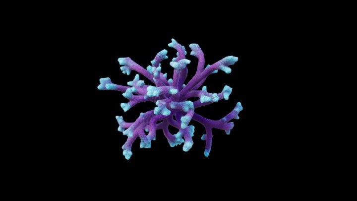 UE项目资源_模型资源_珊瑚112