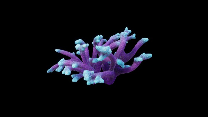 UE项目资源_模型资源_珊瑚113