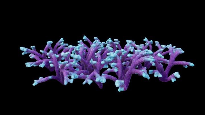 UE项目资源_模型资源_珊瑚115