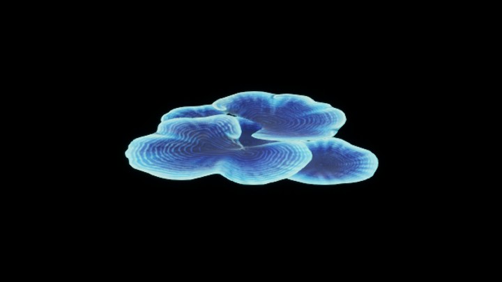 UE项目资源_模型资源_珊瑚117